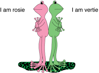 We are two cool frogs